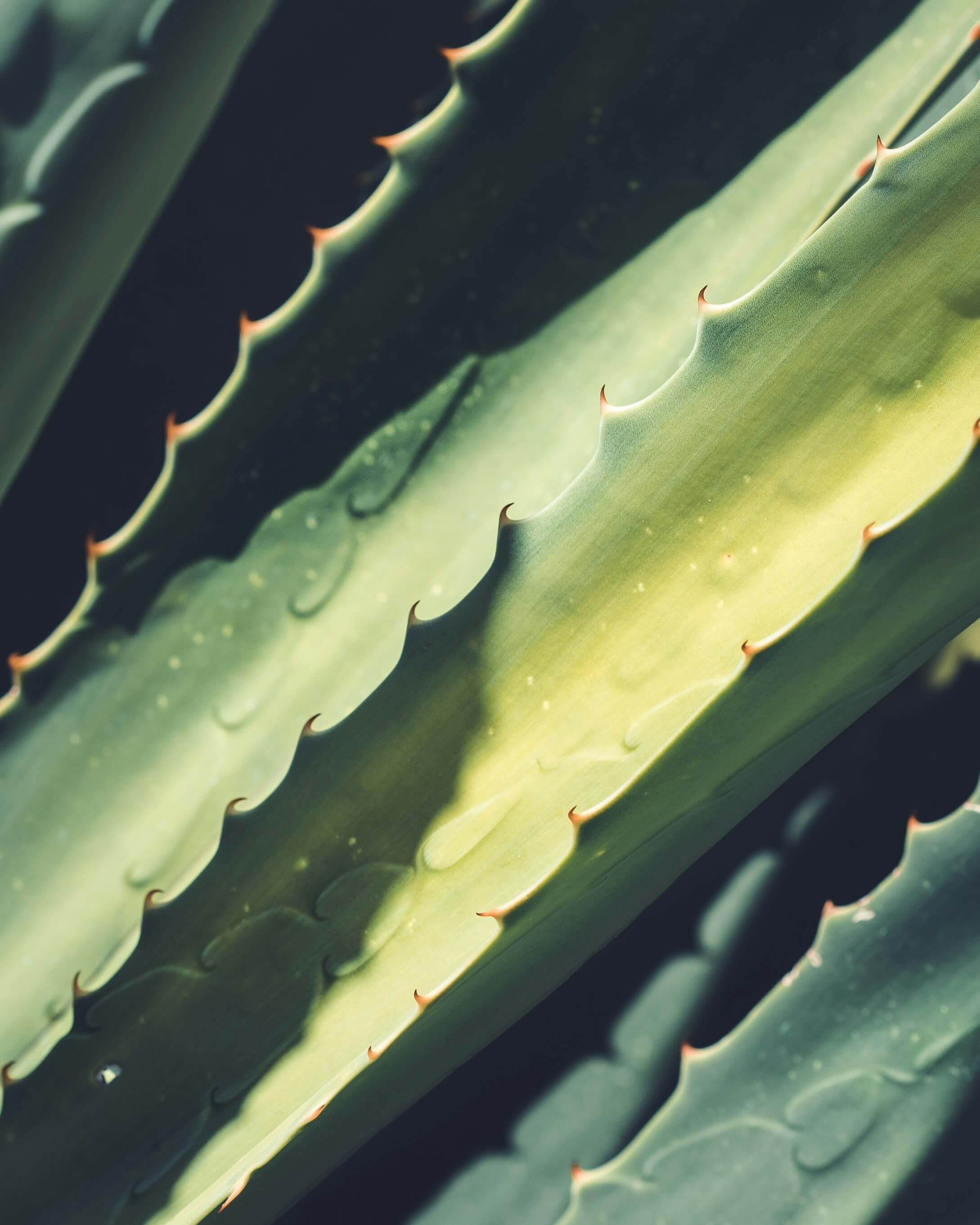 Aloe vera leaves.