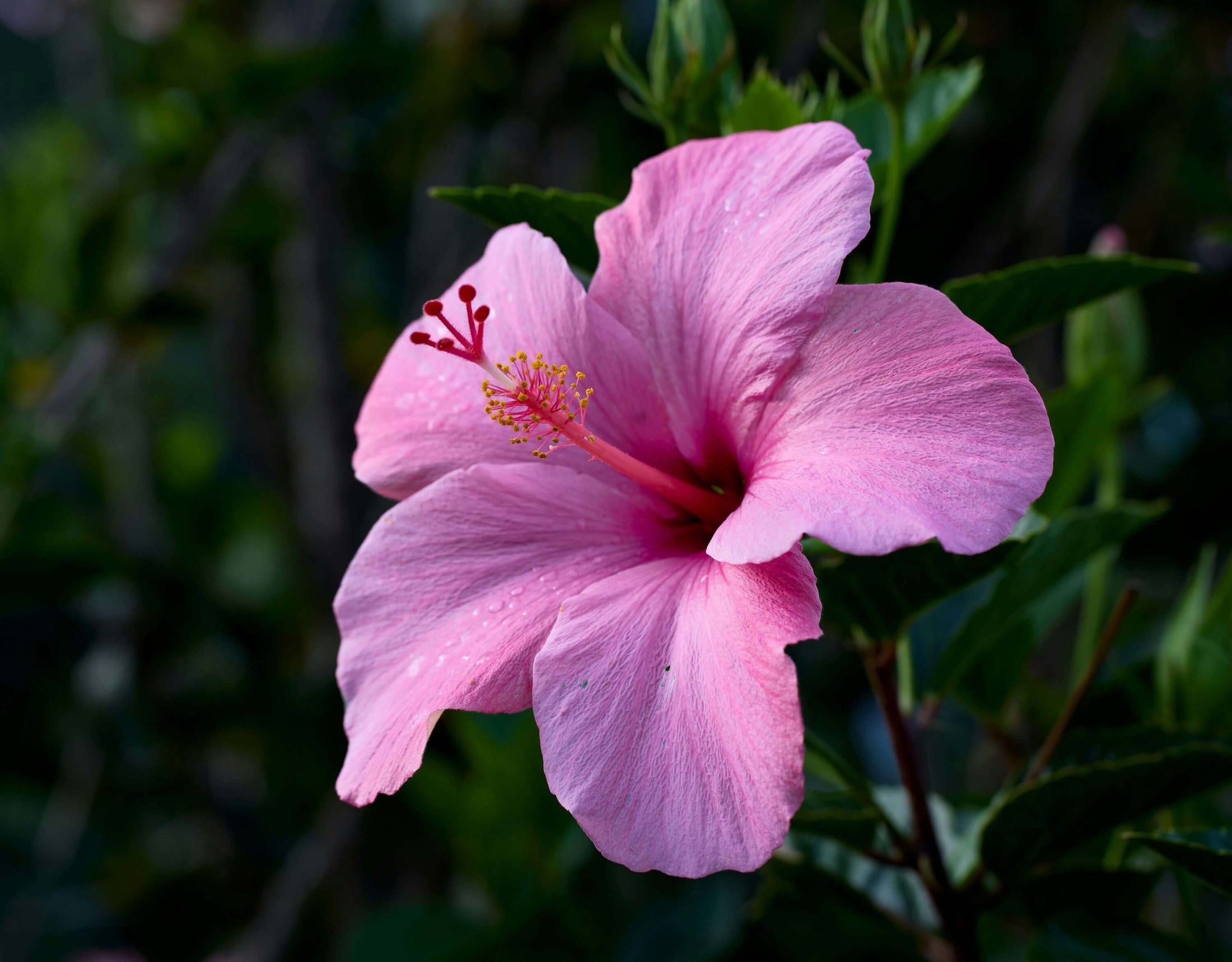 Pink hibiscus flower against green leafy background.